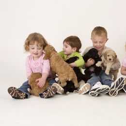 Cherry Lane Labradoodles breeder of Australian Labradoodle