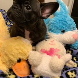 French Bulldog Puppies from Monarchy's Finest French Bulldogs