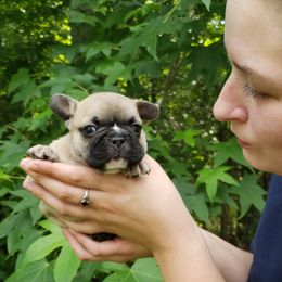 English Bulldog and French Bulldog Puppies from Grand River Bulldogs
