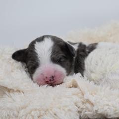 Border Collie and Bordoodle Puppies from Oregon Bordoodles