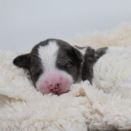 Border Collie and Bordoodle Puppies from Oregon Bordoodles