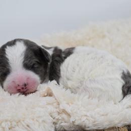 Border Collie and Bordoodle Puppies from Oregon Bordoodles