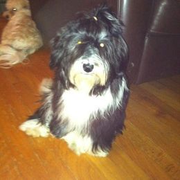 Havanese All Grown Up from Harmony Havanese