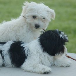 Havanese Puppies from Revistio Havanese
