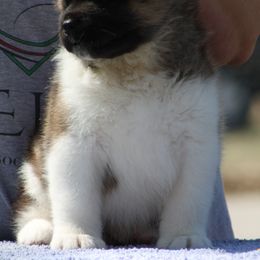  Puppies from Quantum Akitas