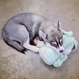 Siberian Husky Puppies from Tricia's Siberians