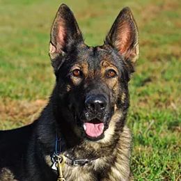 Aba - German Shepherd