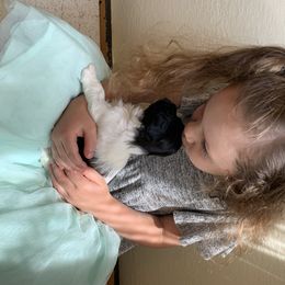 Havanese Puppies from Biscuits N Gravy Havanese