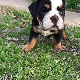 English Bulldog Puppies from TxBully Brigade