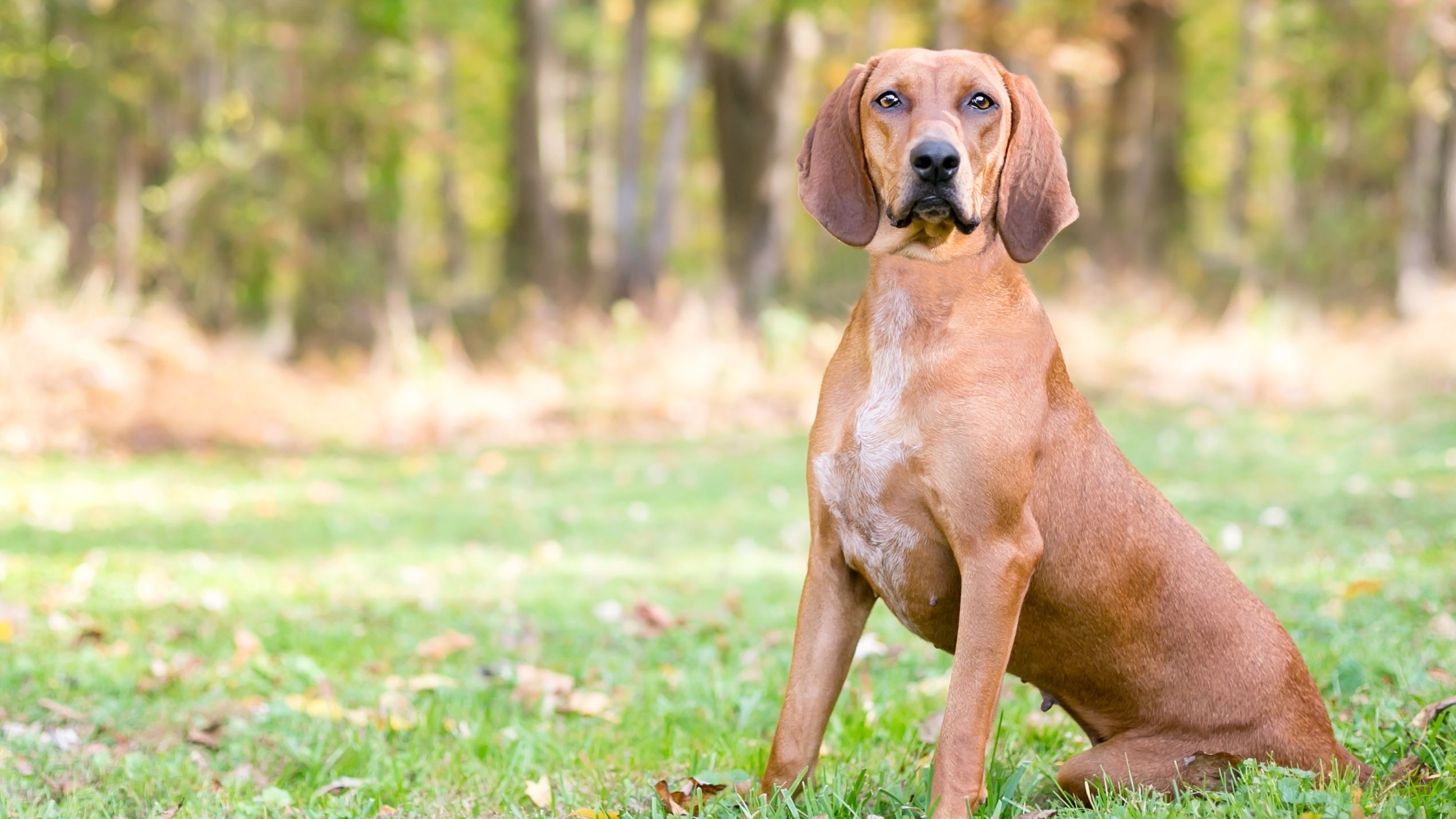 Red sales coonhound puppies