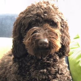 Australian Labradoodle adult dog