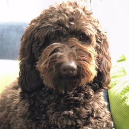 Australian Labradoodle adult dog
