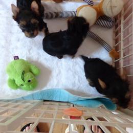 Yorkshire Terrier Puppies from Sassyville EKN Yorkies