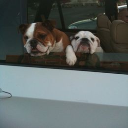English Bulldog and French Bulldog All Grown Up from Superb Bulldogs