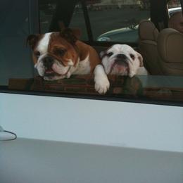 English Bulldog and French Bulldog All Grown Up from Superb Bulldogs