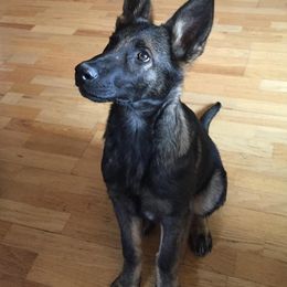German Shepherd Puppies from Cross Keys K9 Working Line German Shepherds