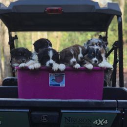 Australian Shepherd Puppies from Moss Cross Creek Aussie’s