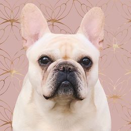 Chloe - French Bulldog