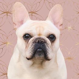 Chloe - French Bulldog
