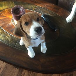 Beagle Puppies from Happy Hounds Kennel