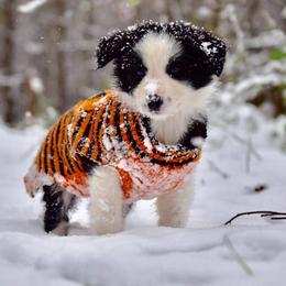 Border Collie and Maremma Sheepdog Puppies from 2J 2K Ranch