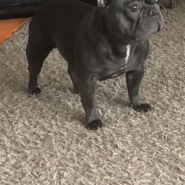 Paisley  - French Bulldog