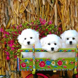  Puppies from The Blessed Bichons