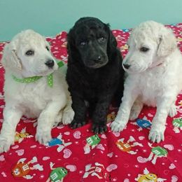 Standard Poodle Puppies from DancingCloud Kennels