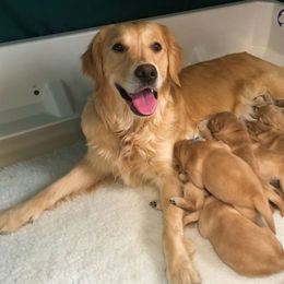 Golden Retriever Puppies from Gaylan's Golden Retrievers