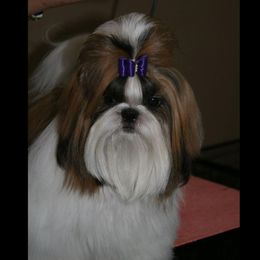 Shih Tzu All Grown Up from Sing-Yu Shih Tzu