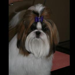 Shih Tzu All Grown Up from Sing-Yu Shih Tzu
