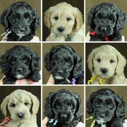 Cherry Lane Labradoodles breeder of 