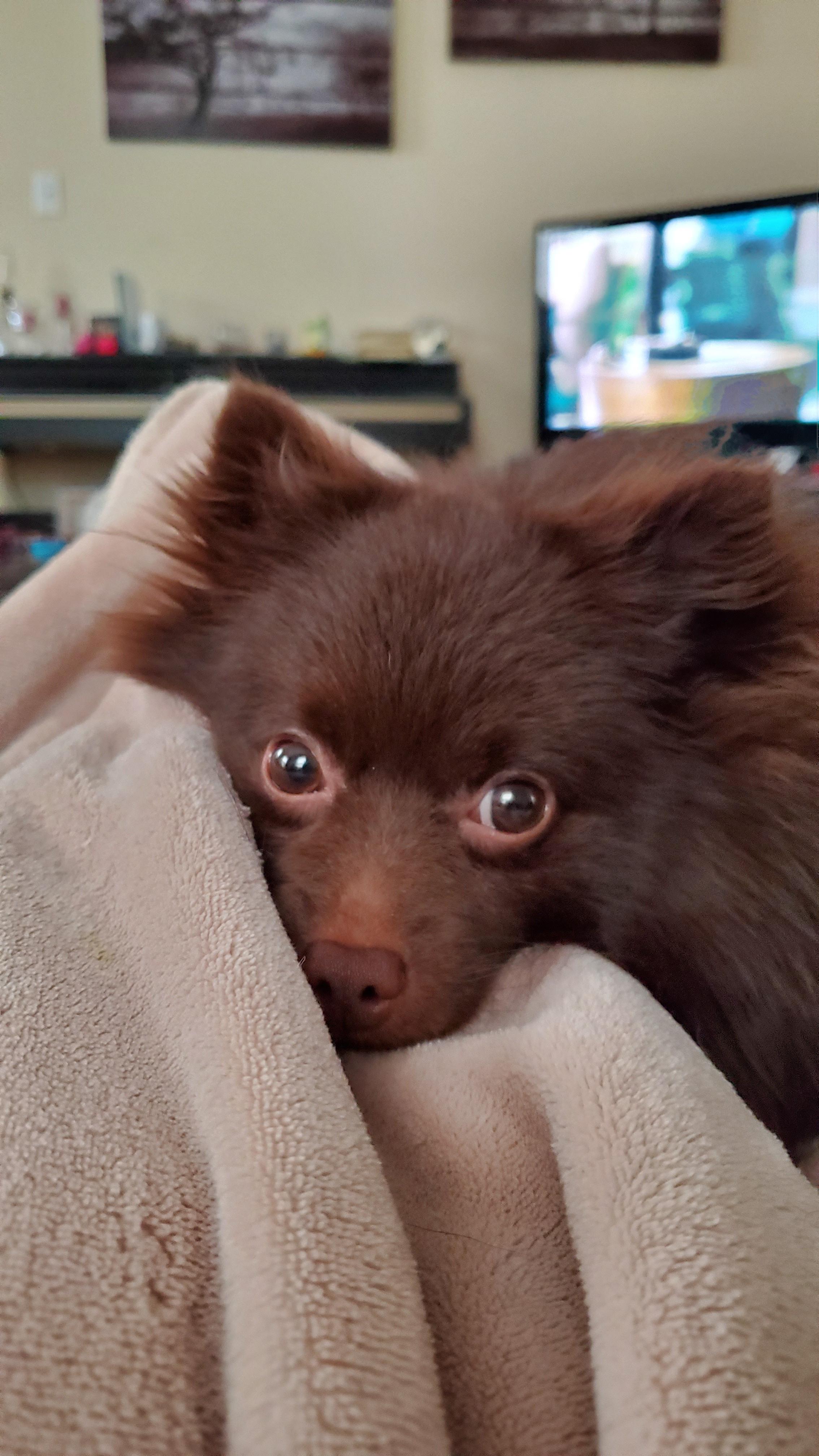 BamBam - Pomeranian