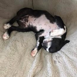 Boston Terrier Puppies from Blue Chick Farm