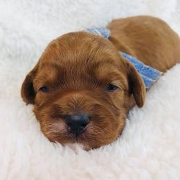Cherry Lane Labradoodles breeder of 