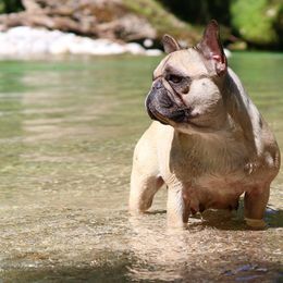 French Bulldog adult dog