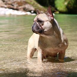 French Bulldog adult dog