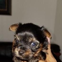 Yorkshire Terrier Puppies from Starlet Yorkies