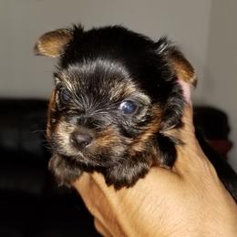 Yorkshire Terrier Puppies from Starlet Yorkies