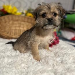Companion Cross puppies from Silver Bells Paw Prints