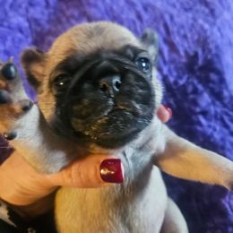 Boy 4 blue collar - Fawn male Pug puppy in Canterbury, Connecticut from Pug Palace Kennel