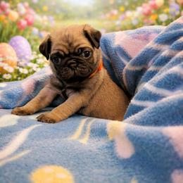 Fred - Fawn male Pug puppy in Winter Haven, Florida from Lisa's Pugalicious Pugs