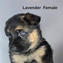 Lavender - Black and tan female German Shepherd puppy in Tony, Wisconsin from Muddy Acres German Shepherds