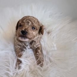 Mocha - Apricot male Poodle puppy in Chandler, Arizona from Fabi Poodle