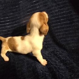 Duke - Dapple male Dachshund puppy in Strong, Arkansas from Dachshunds R Us
