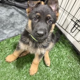 German Shepherd Puppies from Sand Hill Shepherds & Setters