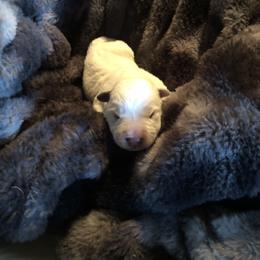 Boy 2 - Red speckled male Australian Cattle Dog puppy in Sheridan, Oregon from 6pk Cattledogs