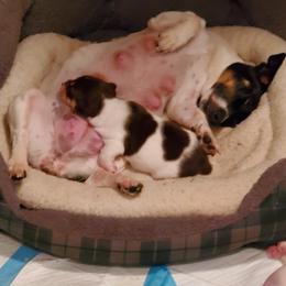 Teddy Roosevelt Terrier Puppies from Travelin' Man Terriers