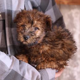 Joey - Red male Whoodle puppy in West Bend, Iowa from Blue Skies Terriers