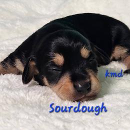 Sourdough - Black and tan male Dachshund puppy in Mount Sherman, Kentucky from Kaleidoscope Dachshunds and Whippets